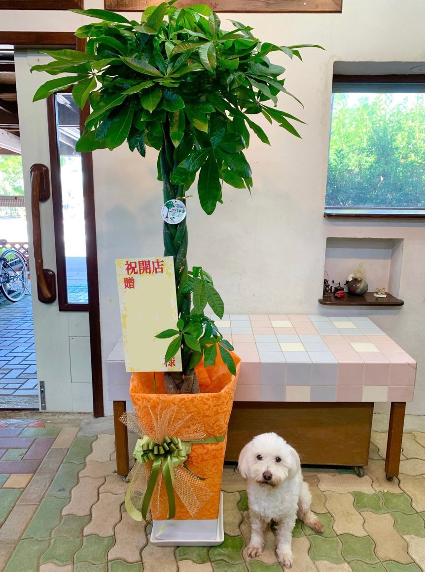 観葉植物